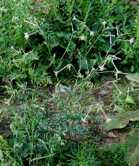  Plant with panicle inflorescence